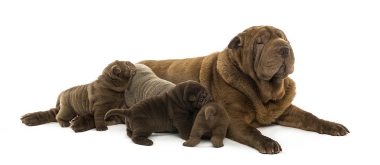 A Shar Pei mom with her puppies