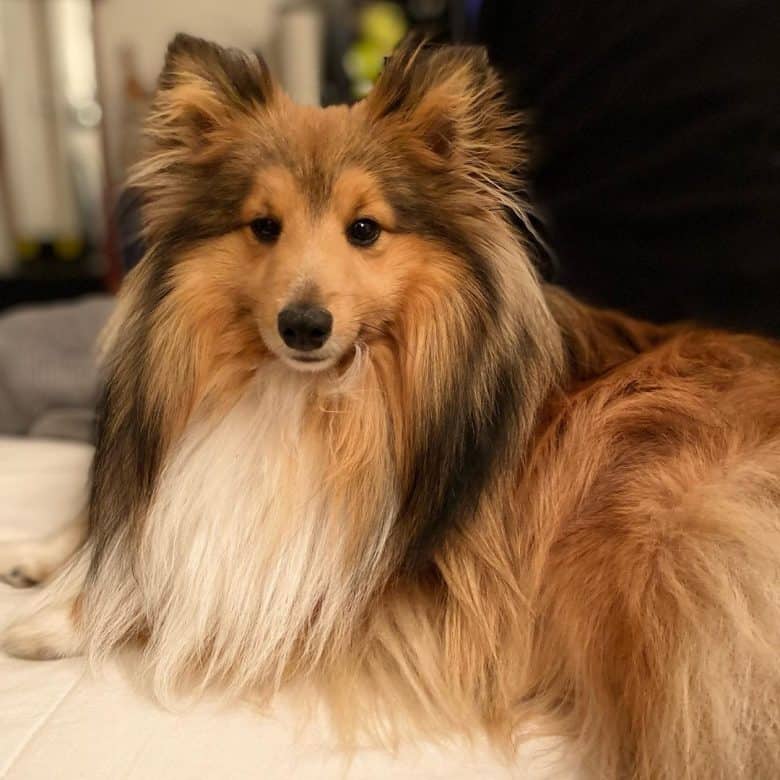 A Sheltie Aussie mix lounging calmly
