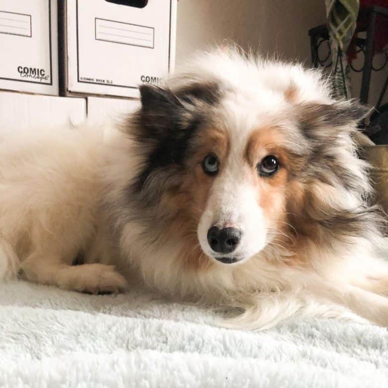 shetland sheepdog blue eyes