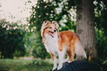 a Sheltie loving the outdoors smiling
