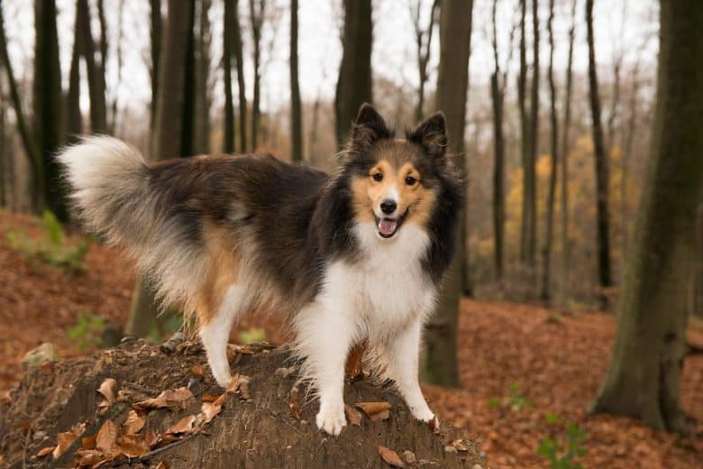 A Sheltie dog standing on a tree stump