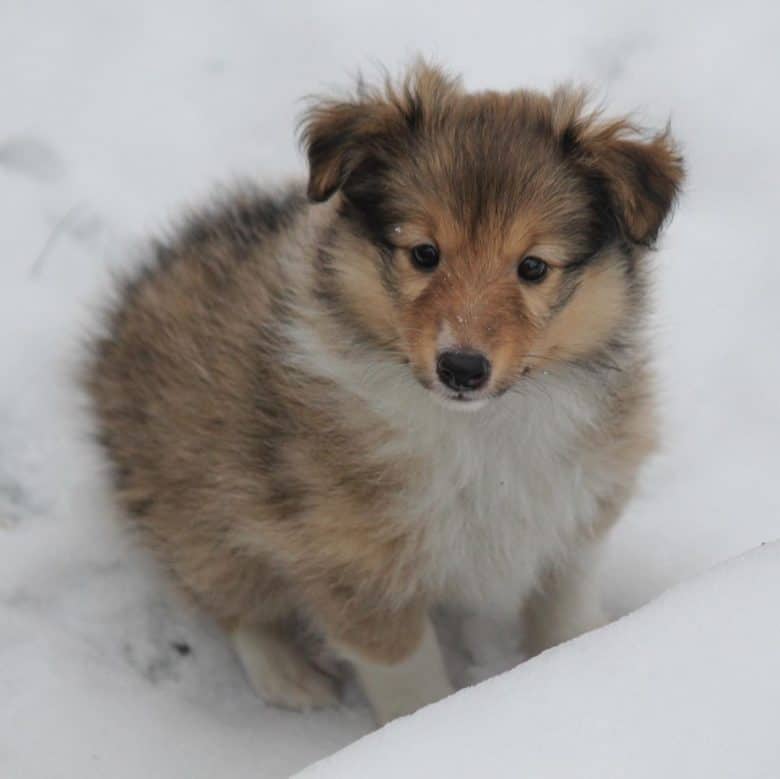Sheltie puppy on snow looking so cute