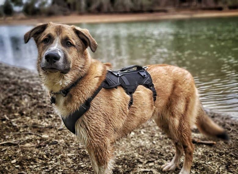 a wet Shep Py wearing a black harness while enjoying the lake walk