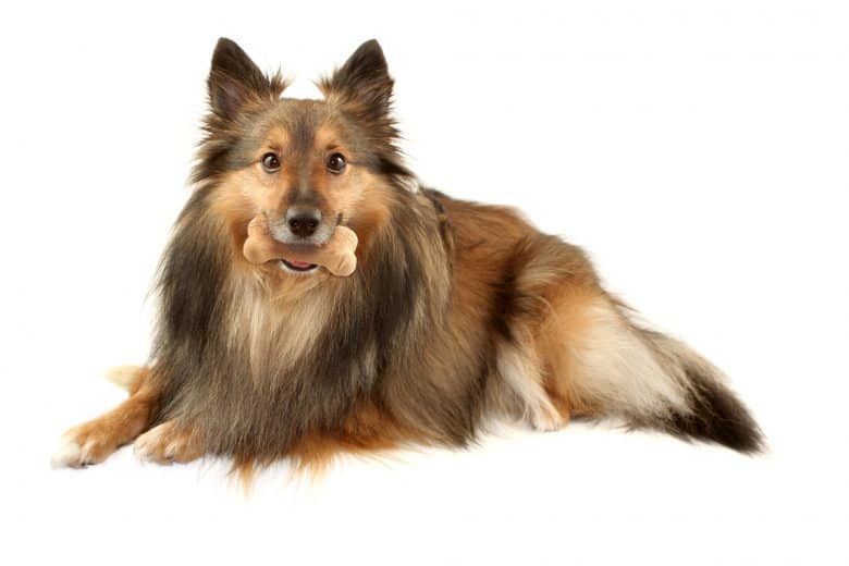 A Shetland laying and biting dog bone