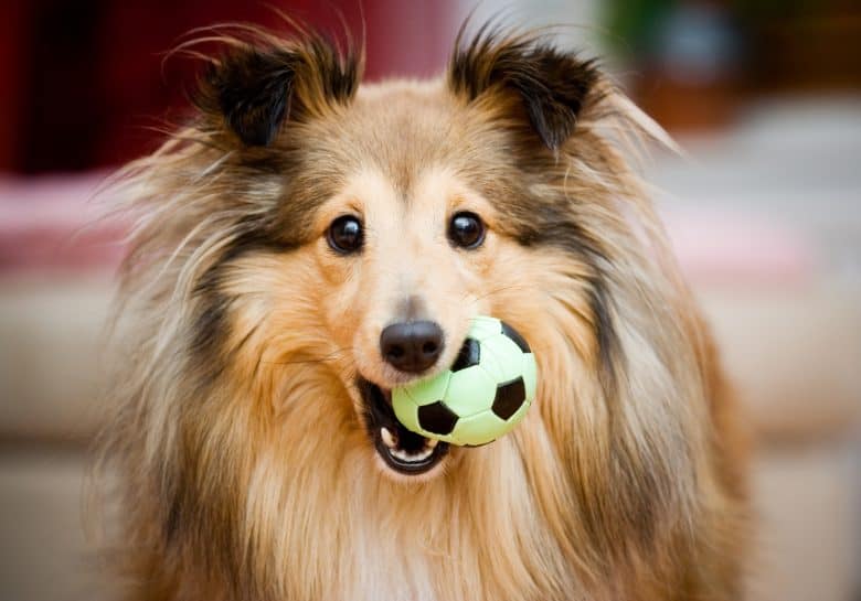A playful Shetland Collie dog