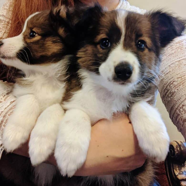 Shetland Sheepdog and Australian Shepherd mix puppies