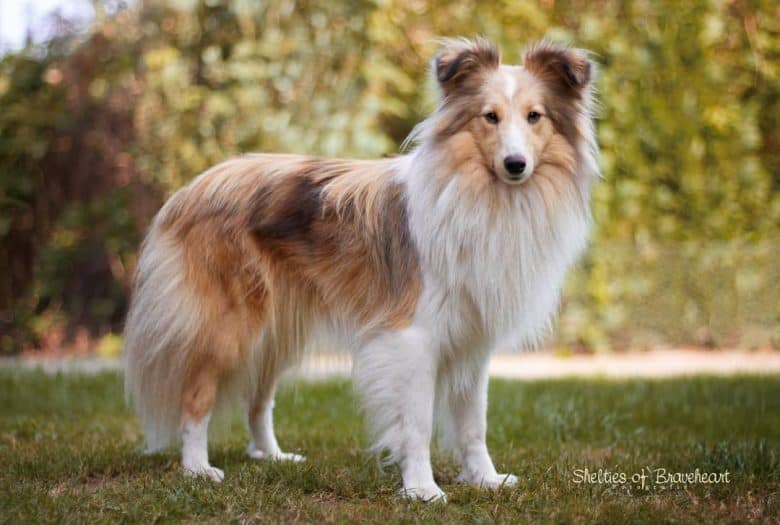A portrait of a striking Shetland Sheepdog standing