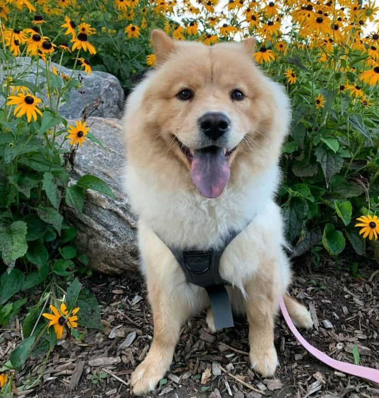 Shiba Inu Chow Chow mix dog sitting near the flowers