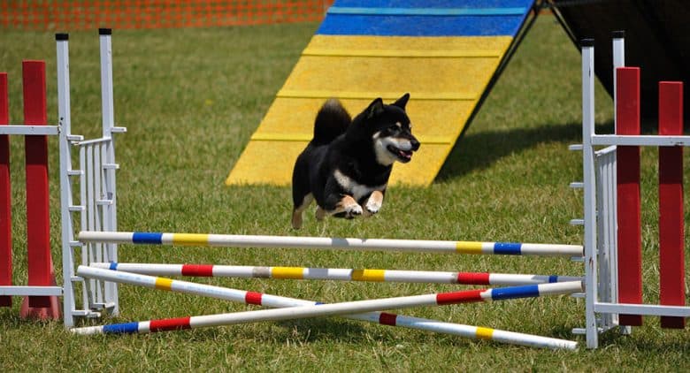 Shiba Inu leaping over a double jump obstacle