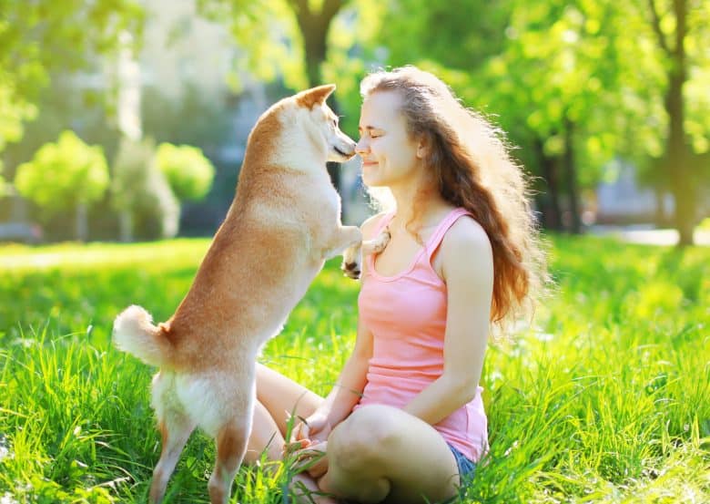 A Shiba Inu kissing its owners face in the park