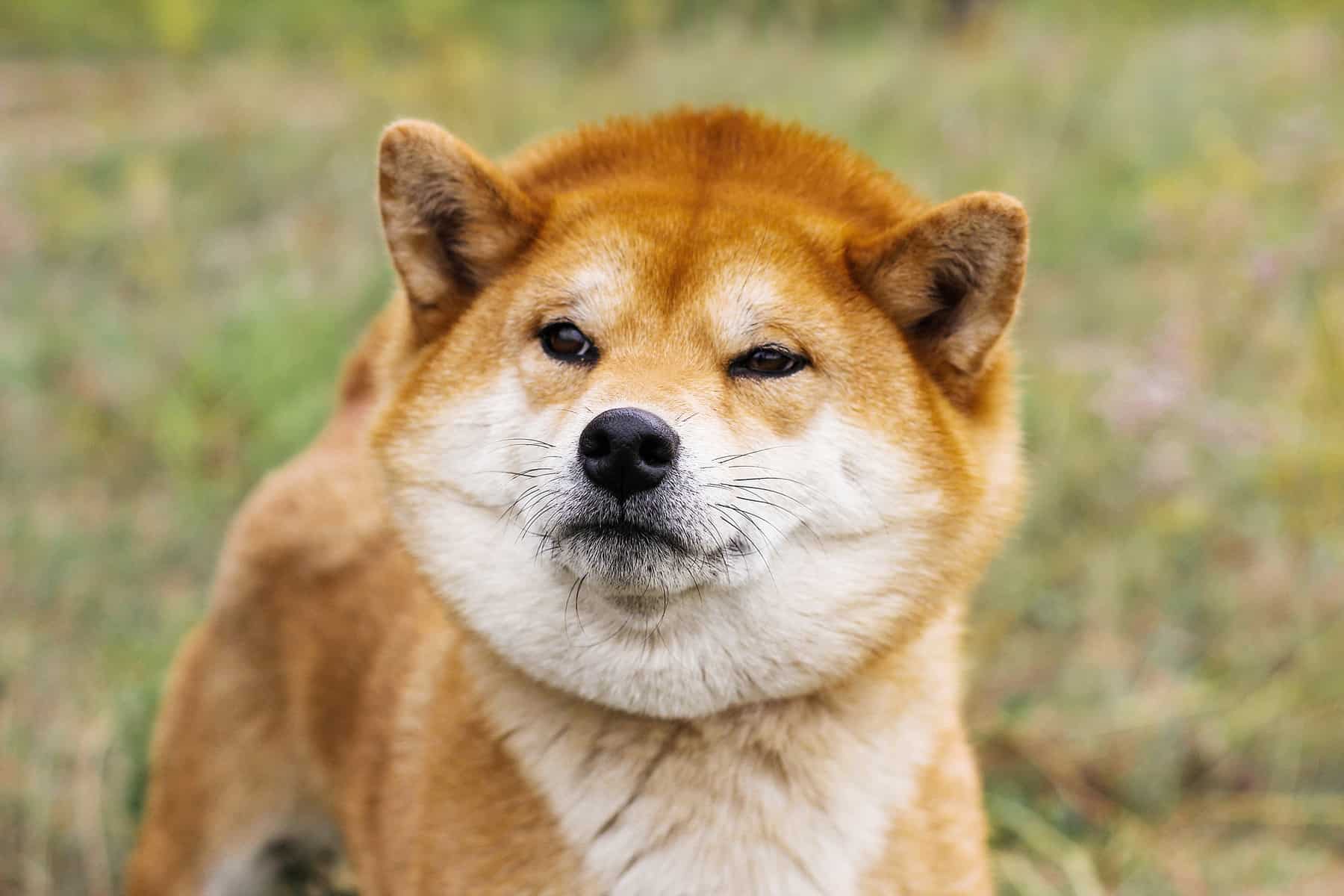 Shiba Inu Dog Price: How Much Does a Shiba Puppy Cost?