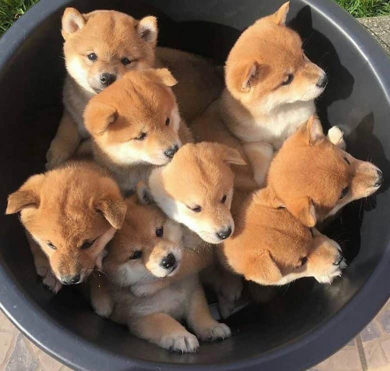 cheap shiba inu puppies