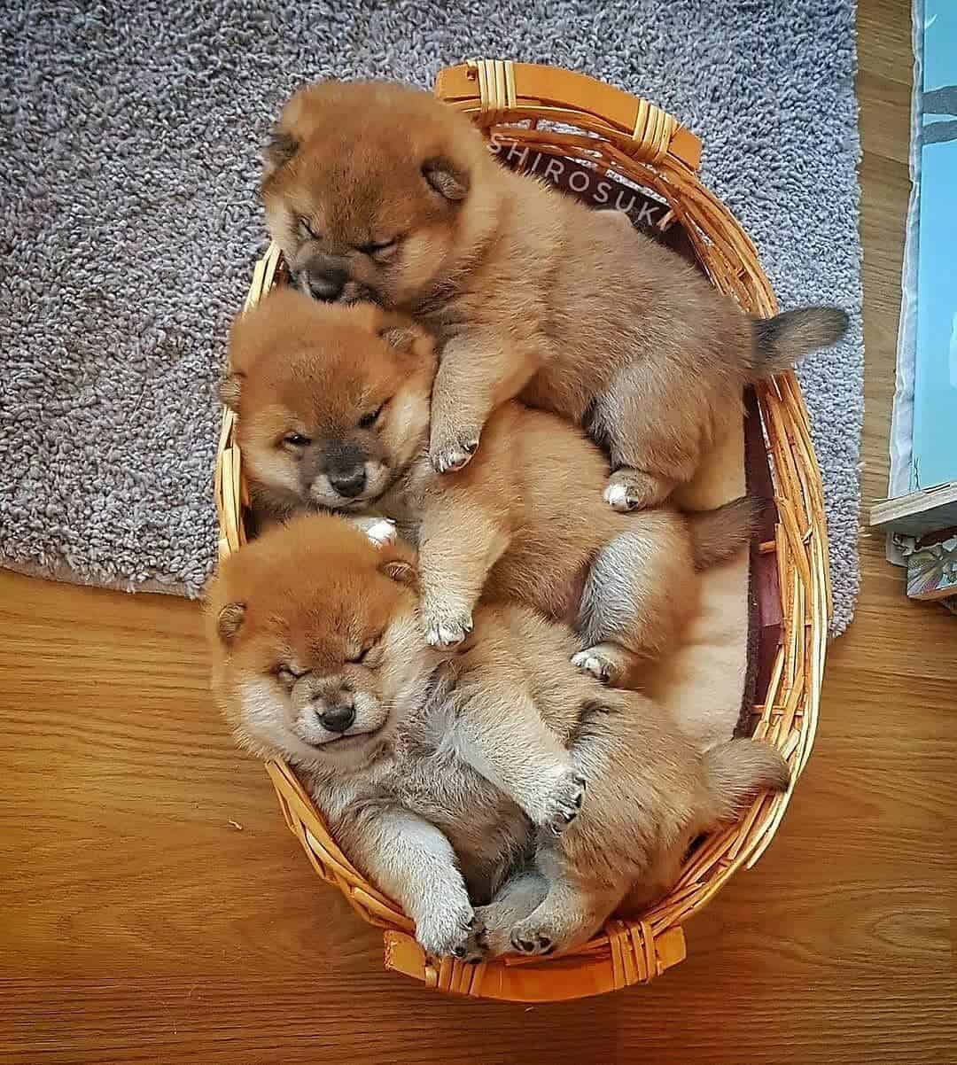Shiba Inu Dog Price How Much Does a Shiba Puppy Cost? K9 Web