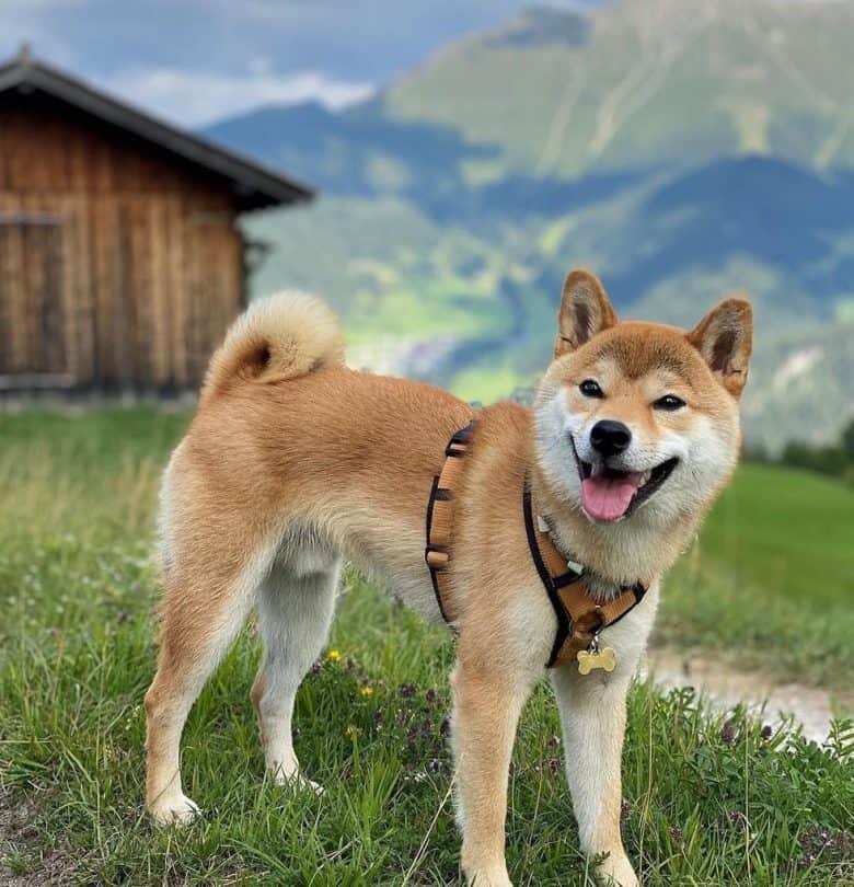 A Shiba Inu hiking dog loving the mountainous terrain