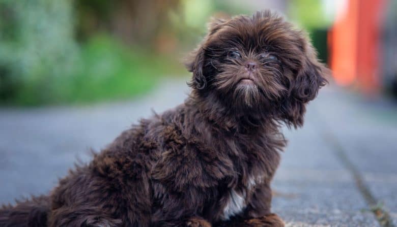 Toy Poodle and Shih Tzu mix dog portrait