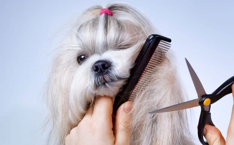 Shih Tzu dog grooming