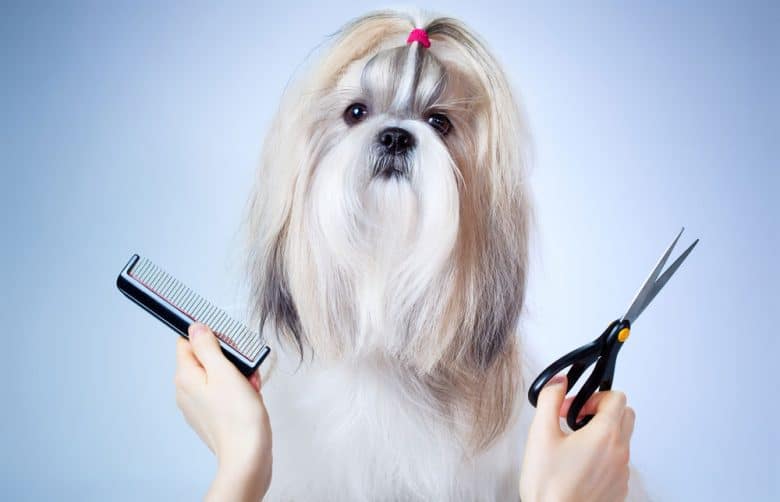 Shih Tzu dog grooming