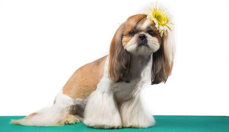 Shih Tzu dog with flared bottom hairstyle