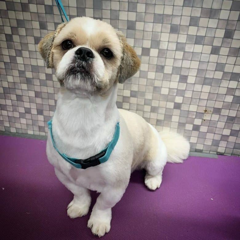 Shih Tzu dog with full trim hairstyle