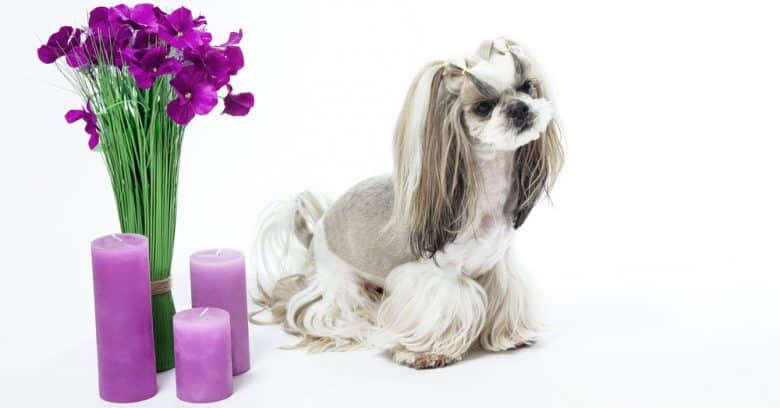 Shih Tzu dog with Japanese cut hairstyle