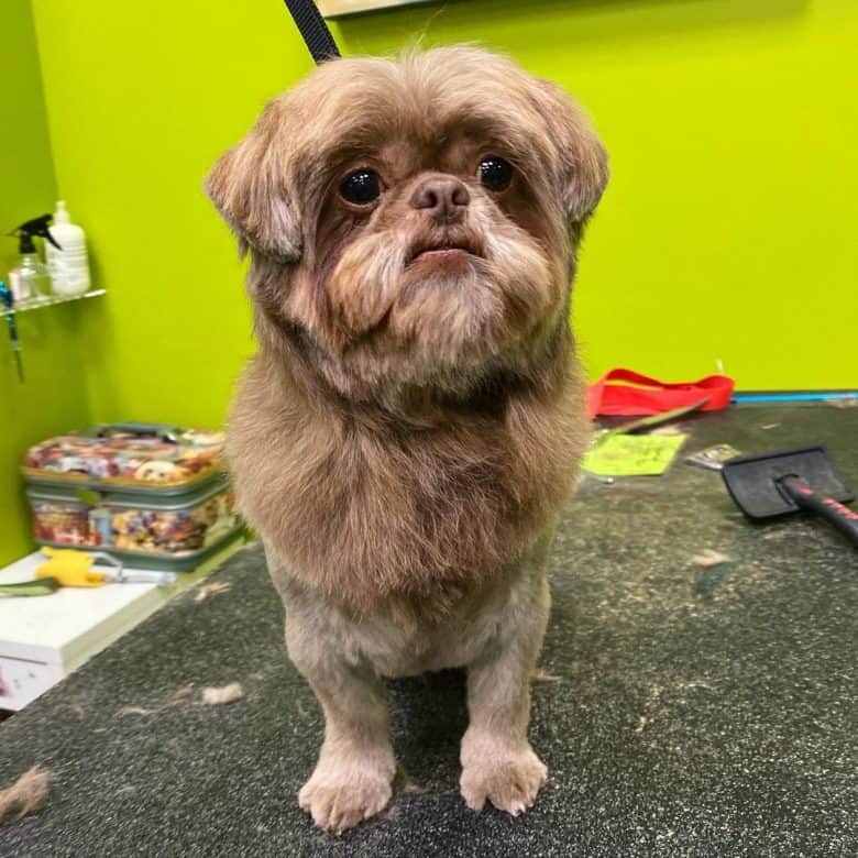 Shih Tzu dog with lion cut hairstyle