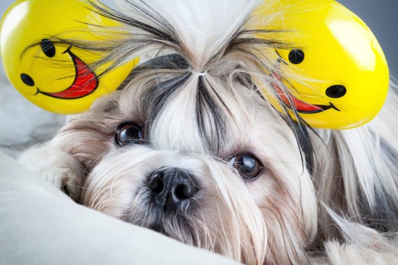 Shih Tzu dog with smileys on her ears