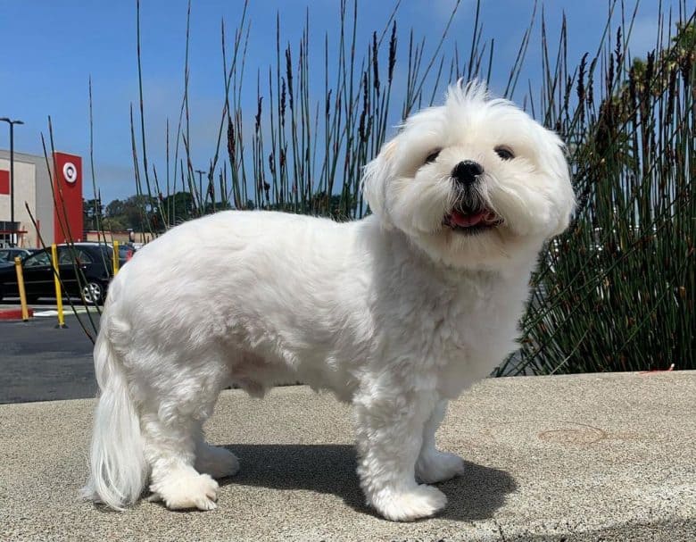 Shih Tzu dog with solid white color