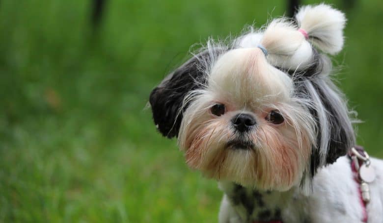 Shih Tzu dog with squared face trim hairstyle