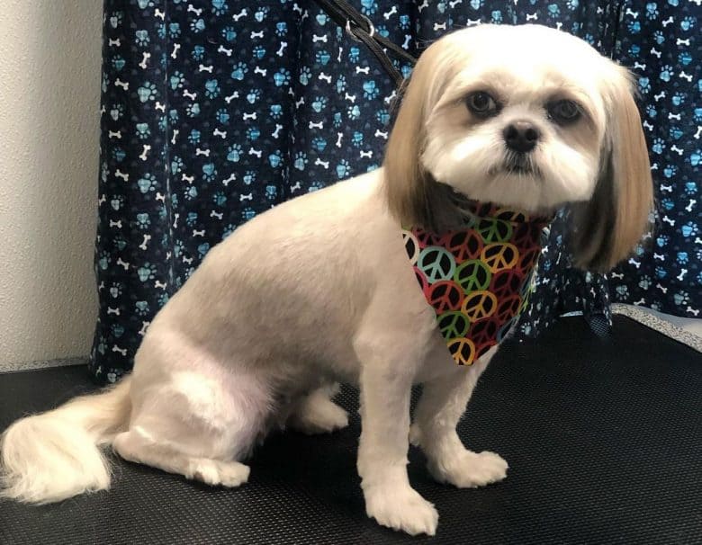 Shih Tzu dog with summer cut hairstyle