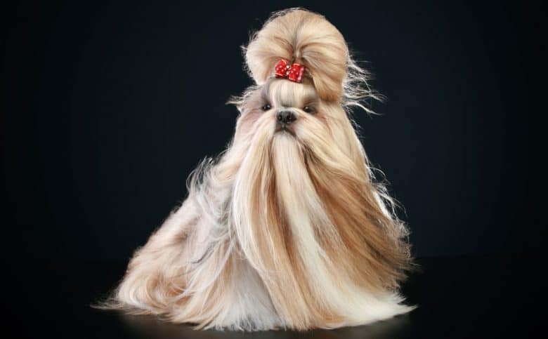 Shih Tzu dog with the top knot show haircut