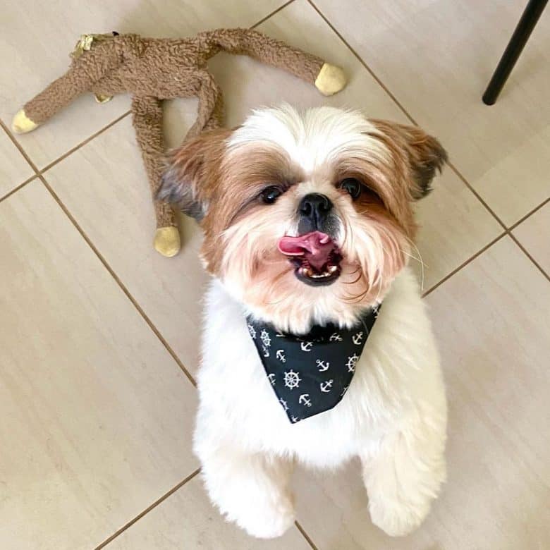 a Shih Tzu standing up and looking so hilarious