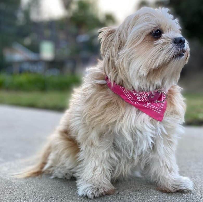 Shih Tzu Pomeranian mix sitting outside with pink bandana collar