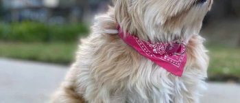 Shih Tzu Pomeranian mix sitting outside with pink bandana collar