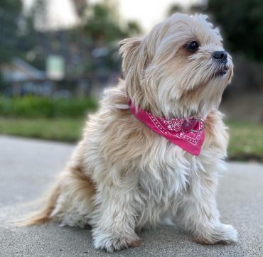 Shih Tzu Pomeranian mix sitting outside with pink bandana collar