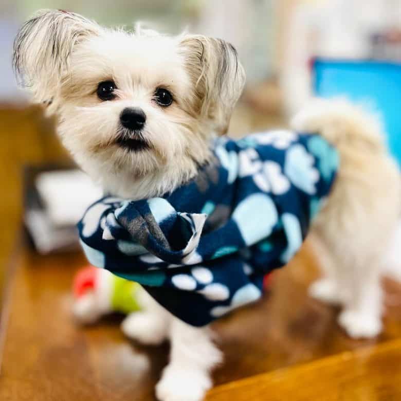 A Shih Tzu Pomeranian puppy in a blue with white dots sweater