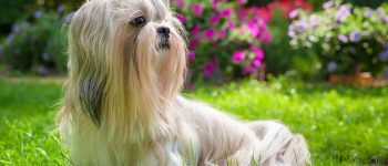 a Shih Tzu in a garden with flowers looking to the left