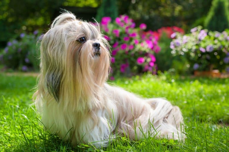 a Shih Tzu in a garden with flowers looking to the left