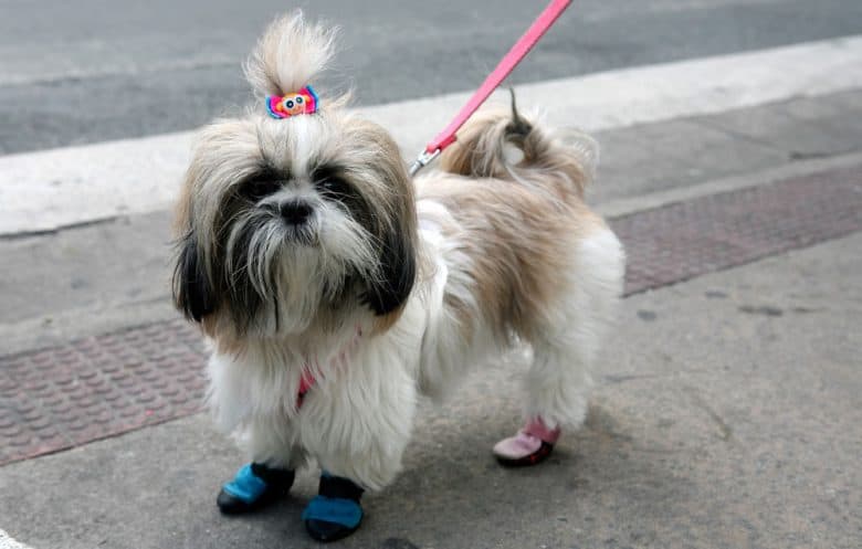 Shih Tzu dog with practical topknot hairstyle