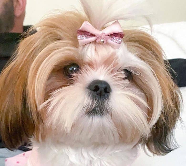 Shih Tzu dog with westie style clip haircut