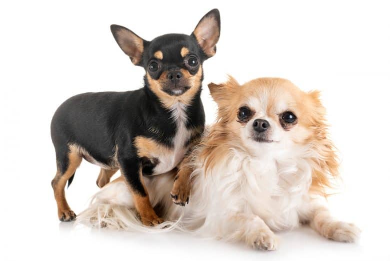 Short and long-haired Chihuahuas