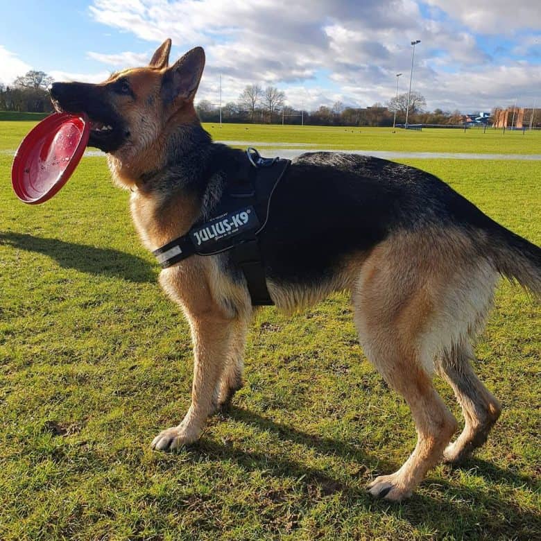 A short haired GSD with red frisbee