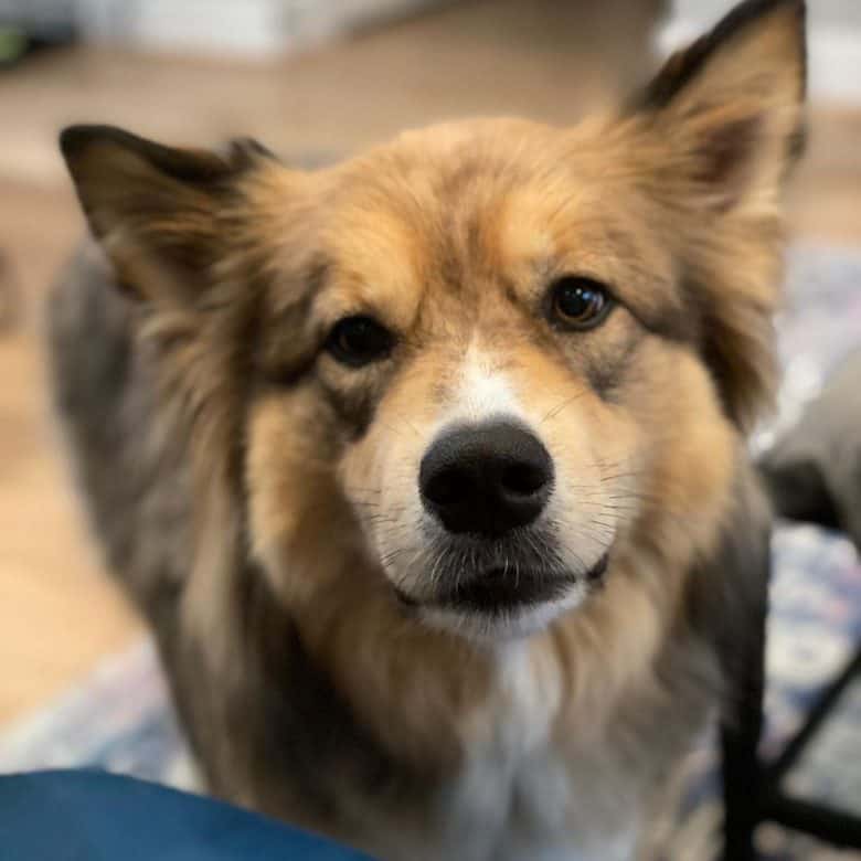 Siberian Husky and Chow Chow mix dog portrait