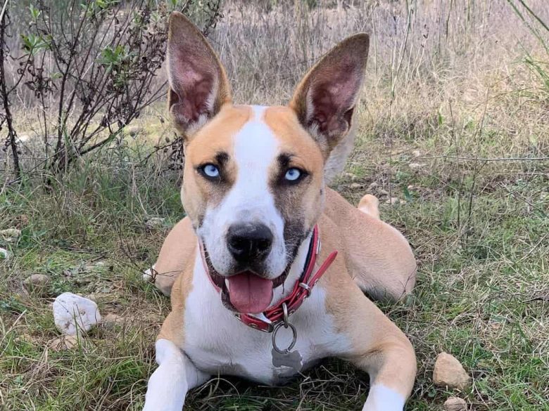 Siberian Husky and Pitbull mix dog