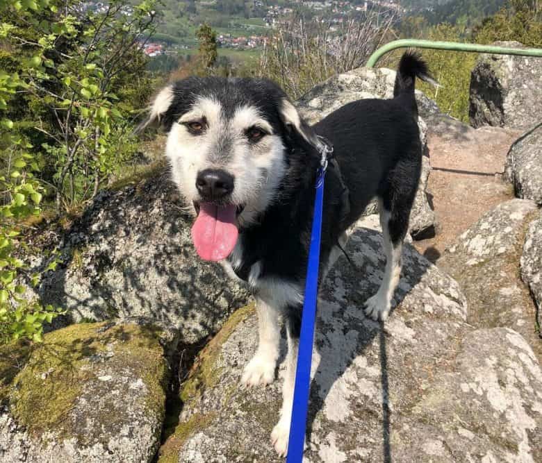 Siberian Husky and Schnauzer mix dog in an overlooking view