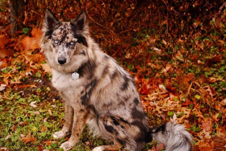Siberian Husky Australian Cattle dog mix