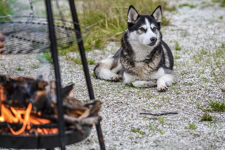 A Siberian Husky laying near a fire pit and smiling mischievously