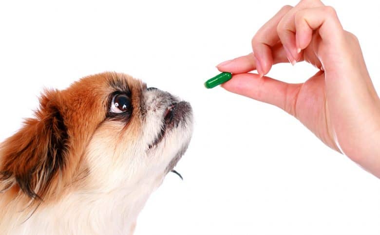 Sick dog taking a medication