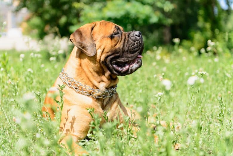side profile of a Bullmastiff smiling while lying on grass