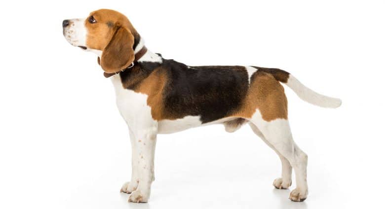 Side view of black tan white Beagle dog