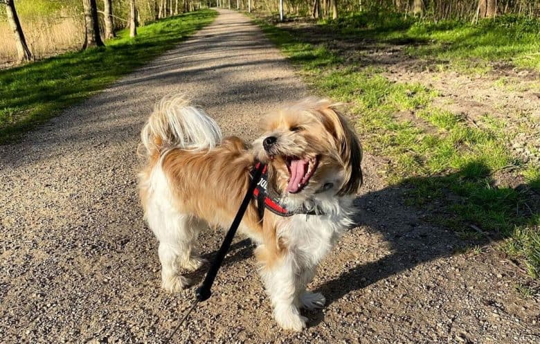 Silky Terrier and Shih Tzu mix dog in a morning hike